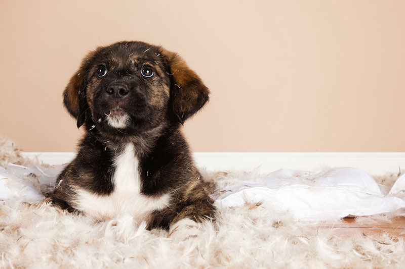 dog chewing up bed